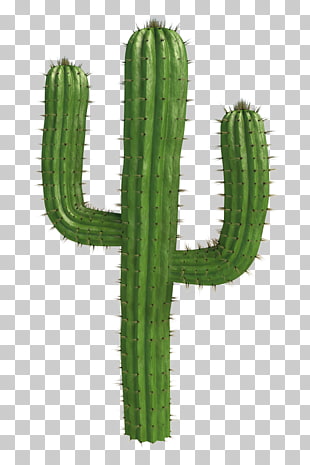 Saguaro National Park Cactaceae Desert , Cactus ., cactus illustration PNG clipart