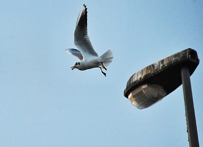 seagull flying thumbnail