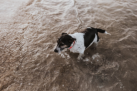 Dog in the water thumbnail