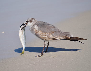 gray seagull eating fish thumbnail
