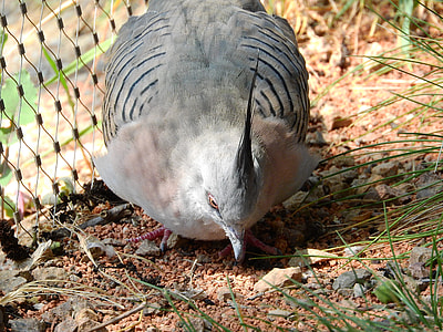 Pigeon Crested, Ocyphaps Lophotes thumbnail