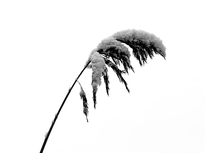 photo of leaf with snow thumbnail