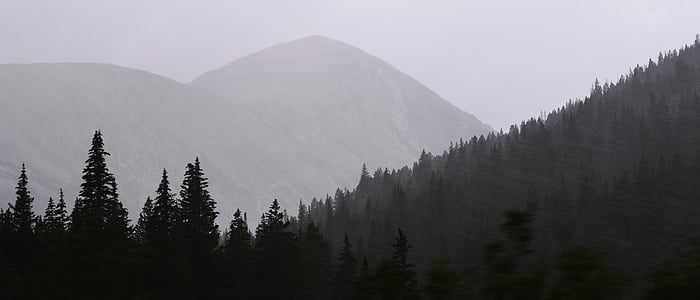 green fog pine tree thumbnail