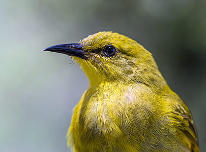 macro shot photo of yellow bird thumbnail