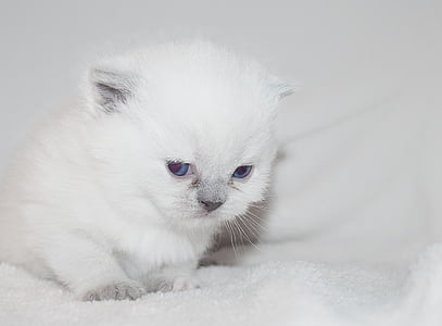 long-fur white kitten on white textile thumbnail