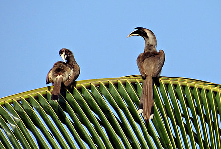 Indian Grey Hornbill, Ocyceros Birostris thumbnail