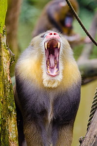 selective focus photography of monkey while yawning thumbnail