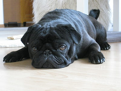 adult black pug thumbnail