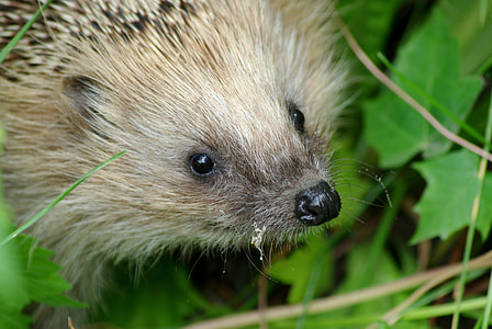 brown porcupine on green plant thumbnail