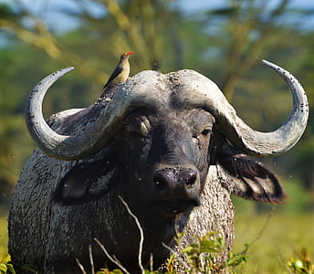 close-up photo of water buffalo thumbnail