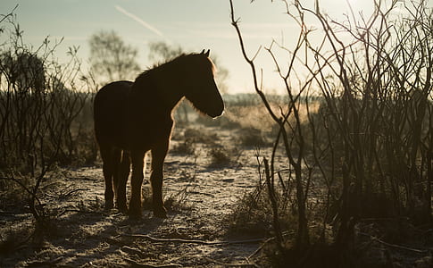 silhouette of horse near plant thumbnail