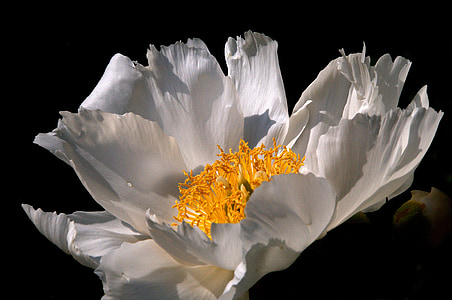 close up photography of white poppy flower thumbnail