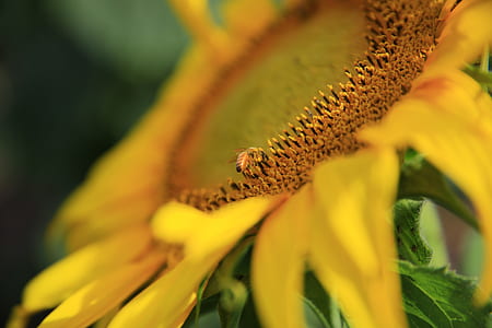 closeup photography of honeybee perched on yellow sunflower thumbnail