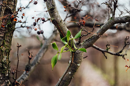 green plant during daytime thumbnail
