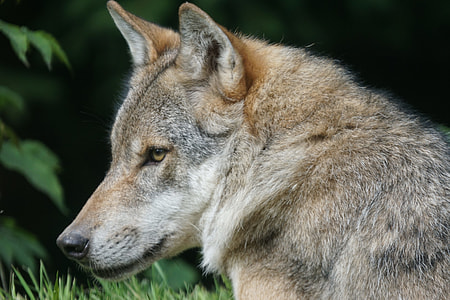 photo of brown and gray wolf thumbnail