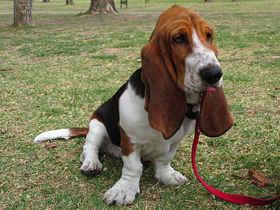adult brown and white Basset Hound sitting on grass thumbnail