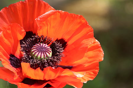 close-up photography of orange poppy flower thumbnail