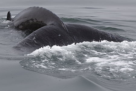 black whale dive on body of water thumbnail
