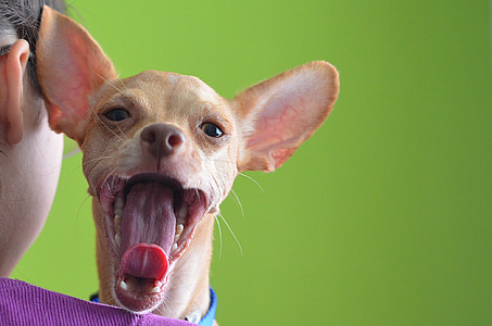 smooth tan Chihuahua yawning beside woman wearing purple shirt thumbnail