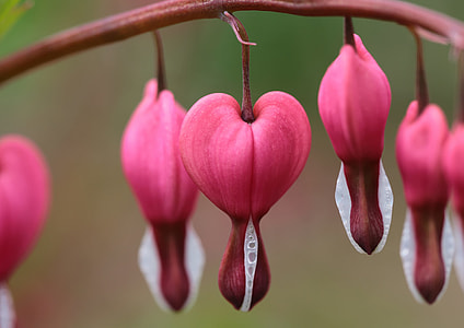 pink bleeding heart flowers blooming during daytime thumbnail