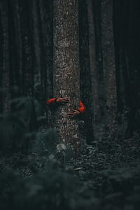 person holding tree thumbnail