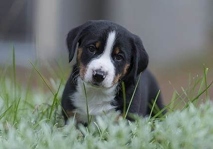 short-coated white and black puppy thumbnail