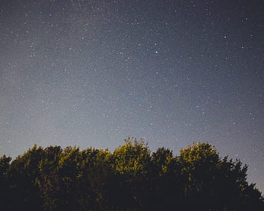green trees during nighttime thumbnail