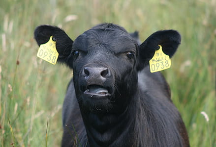 black cow thumbnail