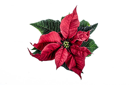 poinsettia plant with white background thumbnail