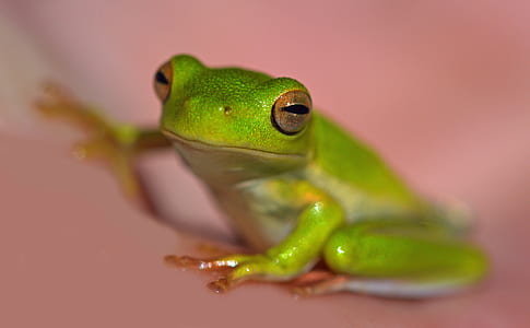 green tree frog on pink surface thumbnail