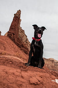 short-coated black dog on field thumbnail