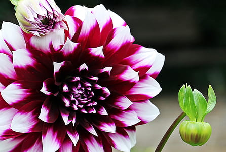 red and white flower thumbnail