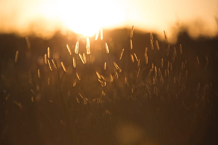 selective focus of wheats thumbnail