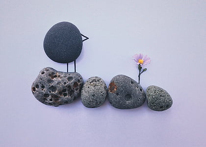 grey pebbles and pink aster flower thumbnail