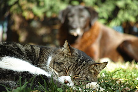 brown and white cat sleeping thumbnail