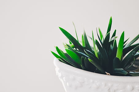 green leafed plant on pot thumbnail