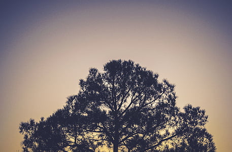 scenery of tree thumbnail