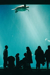 people watching turtle swim inside the aquarium thumbnail