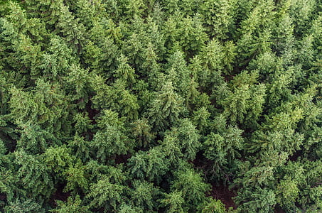 green trees thumbnail