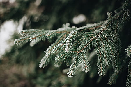 Frozen leaves & twigs thumbnail