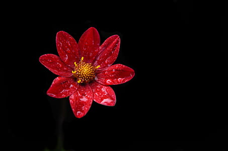 close up photography of water dew on red Mexican sunflower in bloom thumbnail