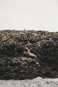 brown sea lion thumbnail