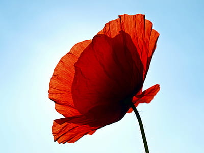 red poppy flower thumbnail