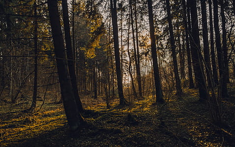 Silhouette Photography of Into the Woods thumbnail