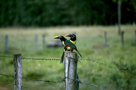 selective focus photography of yellow and black birds on slab thumbnail