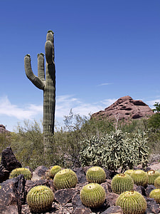 green cactus plant near green bus thumbnail