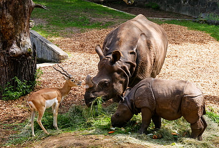 two Rhinoceros and gazelle animal beside tree thumbnail