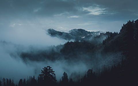 trees covered by snow thumbnail