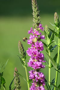 purple flowers thumbnail