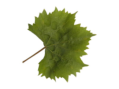 green leaf with white background thumbnail